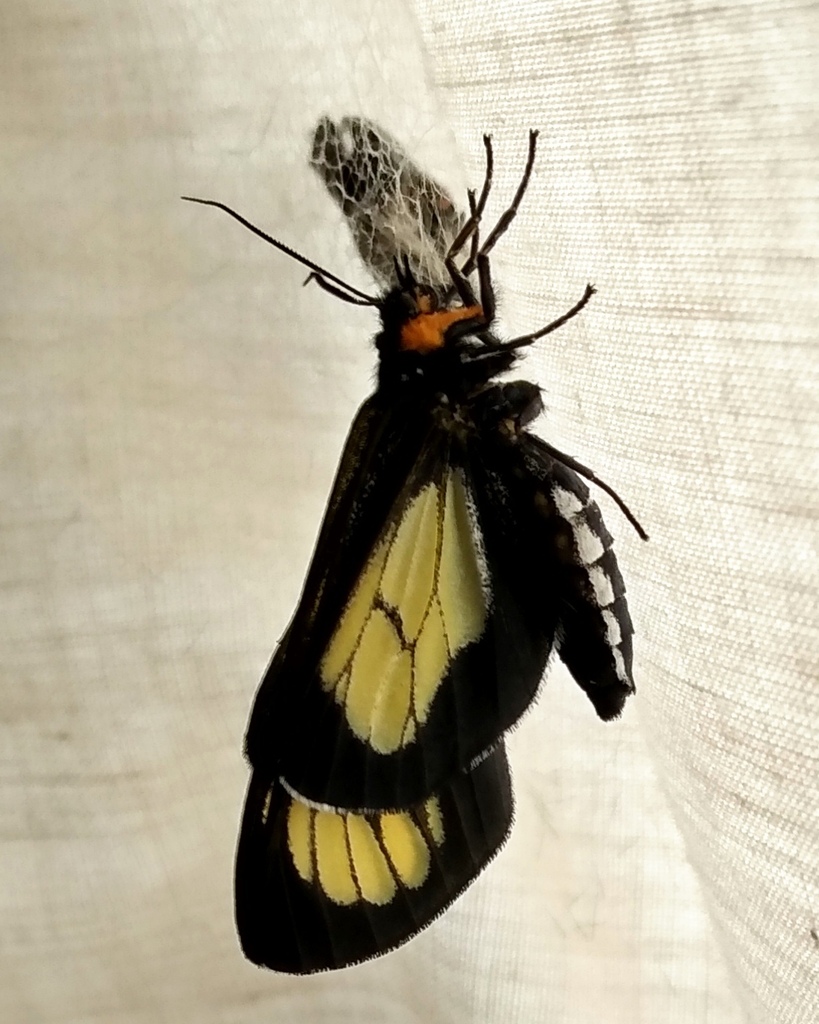 Police Car Moth