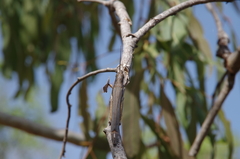 Erythropomala amaena