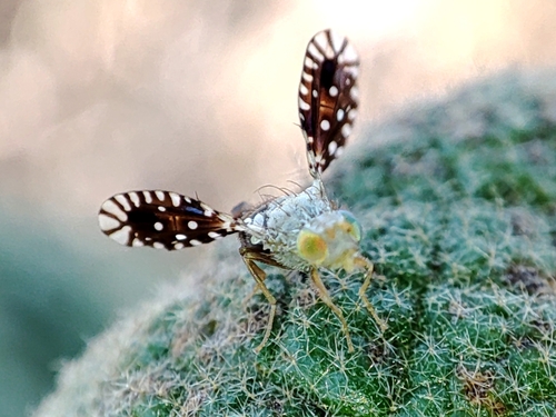 Heringina guttata