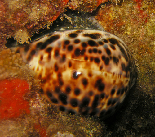 Cypraea tigris observed 2022-05-29