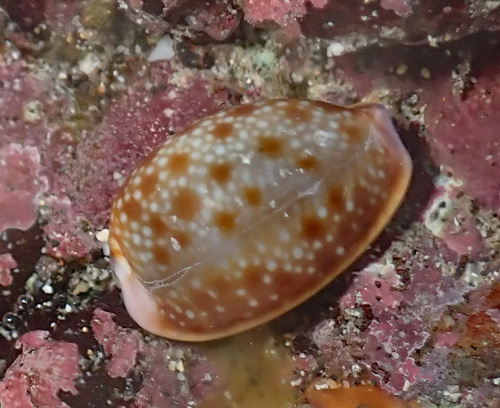 Cypraea helvola observed 2024-05-13