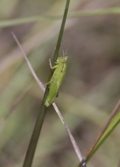Aptenopedes sphenarioides