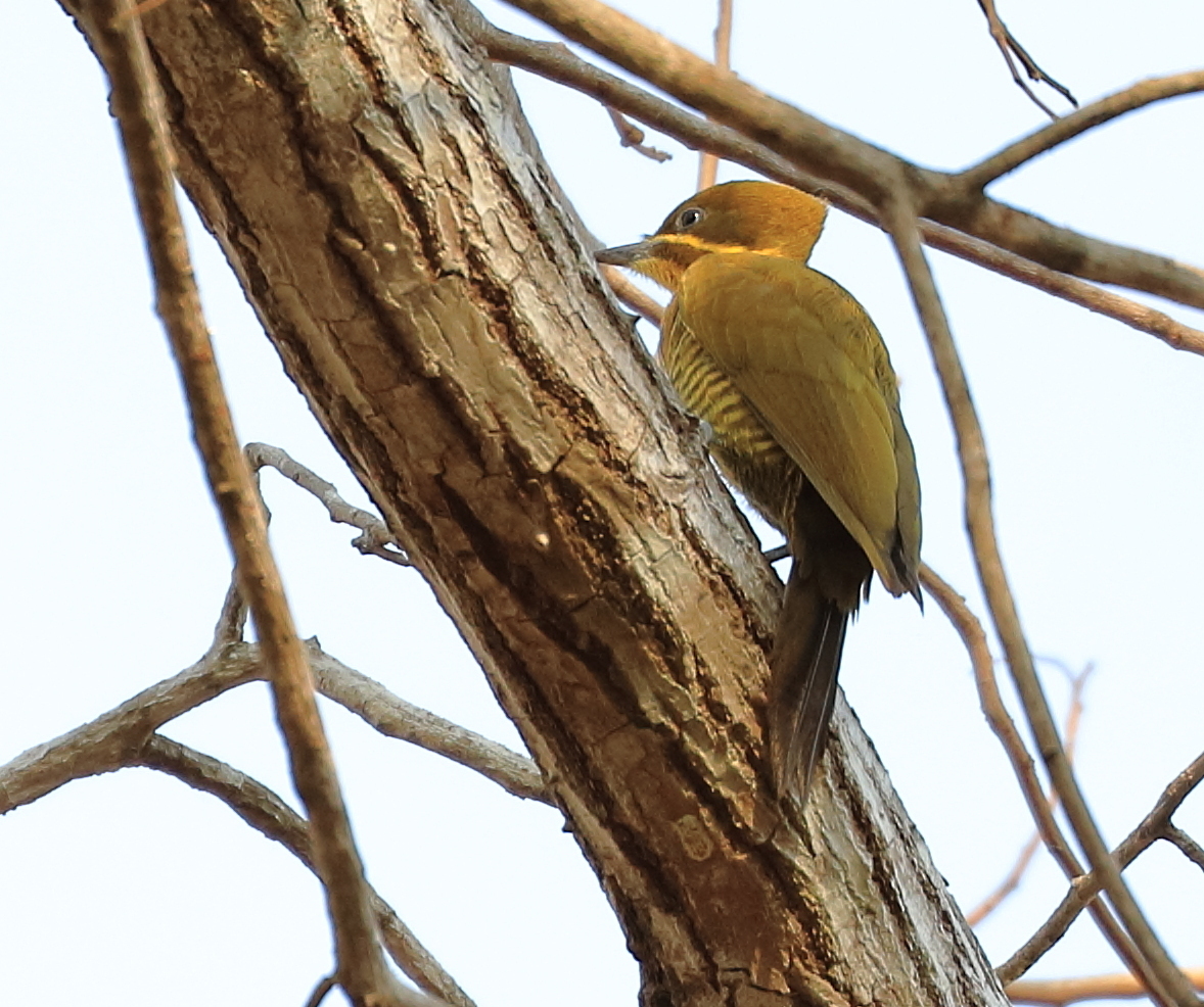 Golden-green Woodpecker (Piculus chrysochloros)