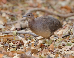 Undulated Tinamou photo 1