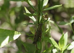 Paroxya