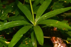 Lilium pardalinum wigginsii