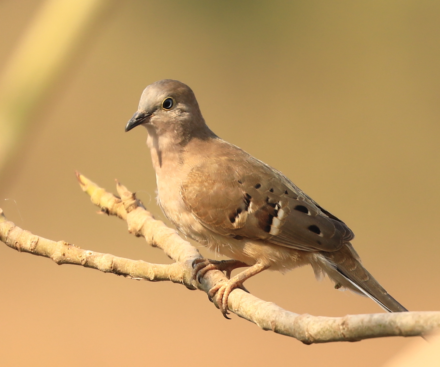 Long-tailed Ground Dove (Uropelia campestris), photo 8