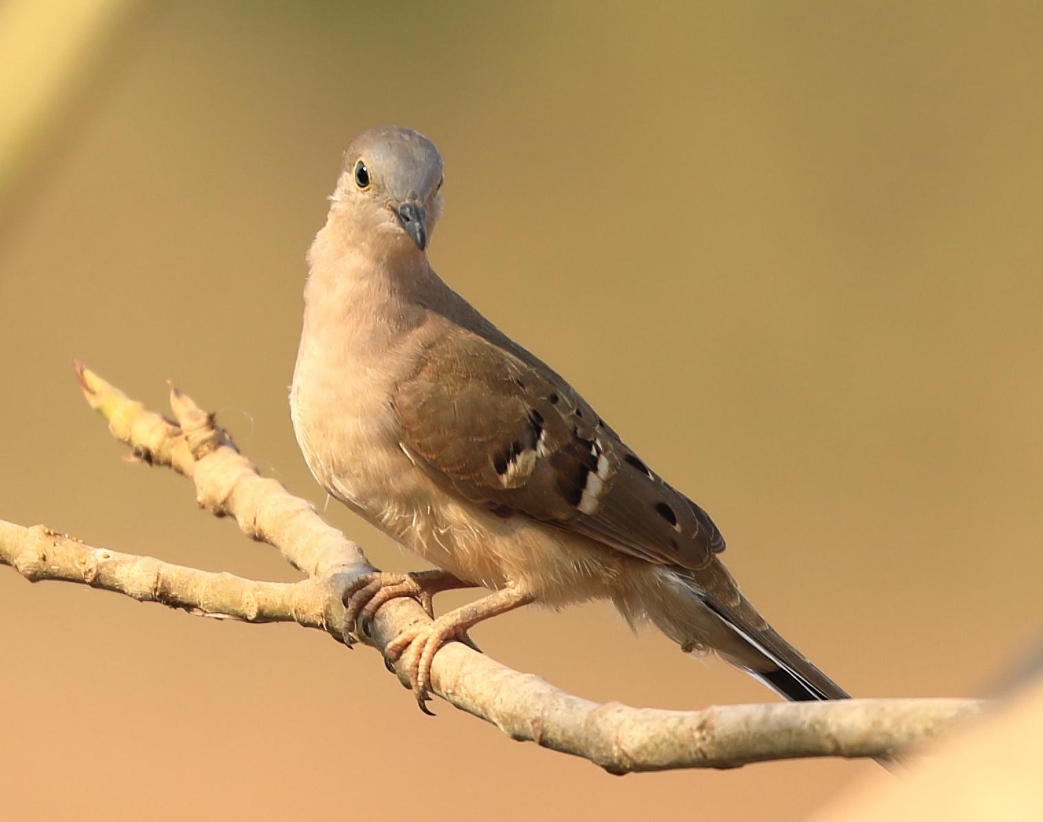 Long-tailed Ground Dove (Uropelia campestris), photo 9