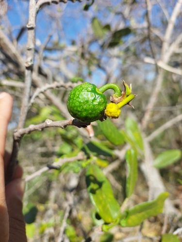 Mama Cadela