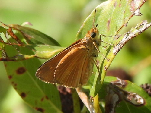 Dion Skipper photo 3