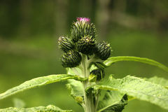 Cirsium helenioides