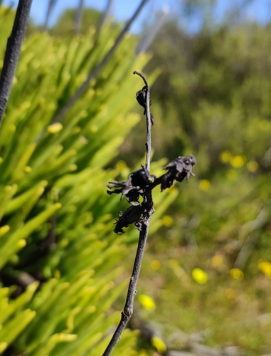 Image of Pegleg Butterbush (Tylecodon wallichii) by (c) Andreas Schneider, some rights reserved (CC BY)