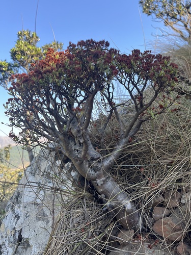 Crassula sarcocaulis