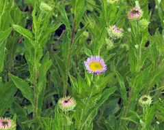 Erigeron aliceae