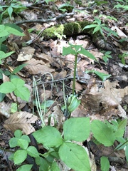 Arisaema stewardsonii