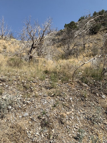 Image of Flatbud Prickly Poppy (Argemone munita) by (c) Zach Earl, some rights reserved (CC BY)