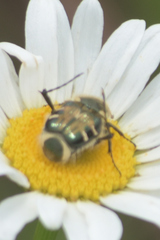 Trichiotinus viridans