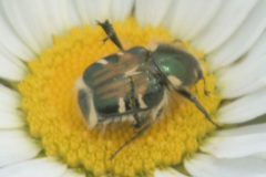 Trichiotinus viridans