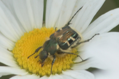 Trichiotinus viridans