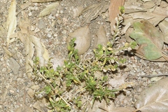 Lepidium strictum