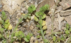 Lepidium strictum
