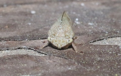 Cyrtolobus vanduzii