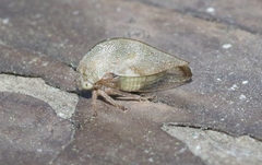 Cyrtolobus vanduzii