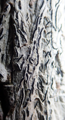 Platygramme mucronata