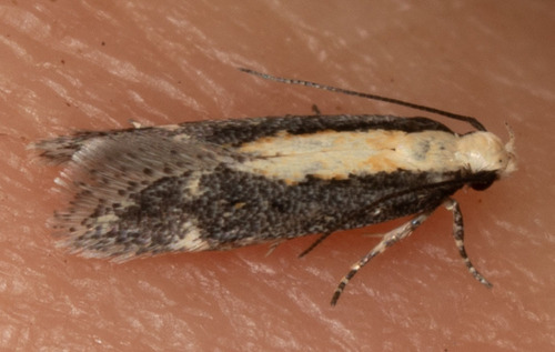 Aroga paraplutella photo 5