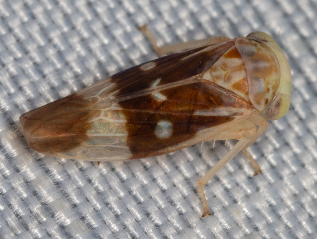Idiocerus cingulatus