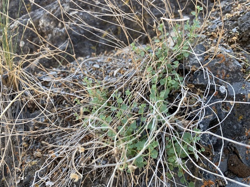 Image of Laphamia stansburyi by (c) Zach Earl, some rights reserved (CC BY)