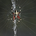 Red-femured Spotted Orbweaver - Photo (c) Michael E Drummond, some rights reserved (CC BY-NC), uploaded by Michael E Drummond