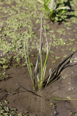 Triglochin scilloides