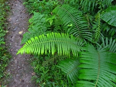 Sphaerostephanos taiwanensis