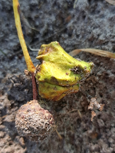 Knopper Gall Wasp, 5176 De Moer, Nederland, photo 10 of 10
