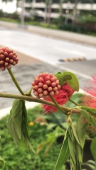 Calliandra haematocephala