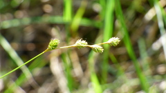 Carex tenera