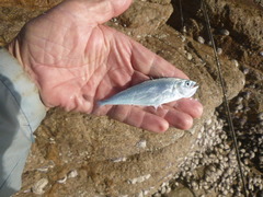 Scomberoides commersonnianus