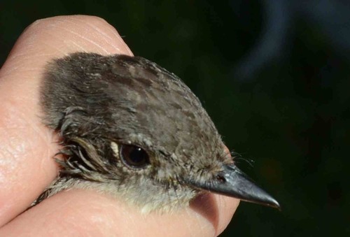 iNaturalist observation photo of Dusky Flycatcher