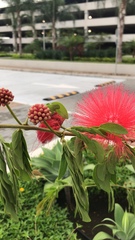 Calliandra haematocephala