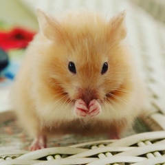 Mesocricetus auratus