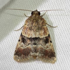 Properigea continens