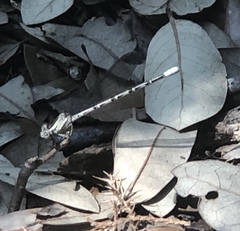 Argia immunda