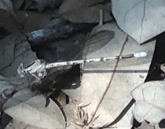 Argia immunda