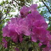 Rhododendron sajanense - Photo (c) tanzybei, algunos derechos reservados (CC BY-NC), subido por tanzybei