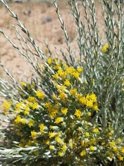 Tetradymia