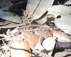 Argia immunda