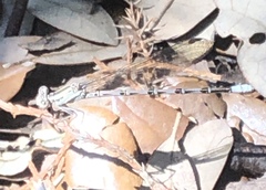 Argia immunda