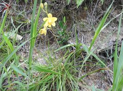 Spathoglottis pubescens