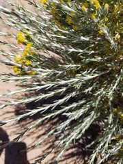 Tetradymia